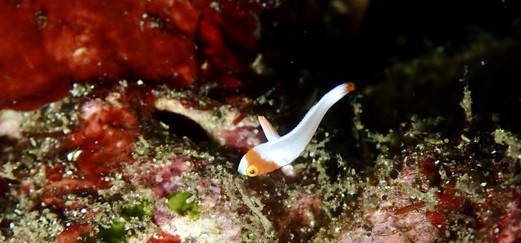 イロブダイの幼魚🤗