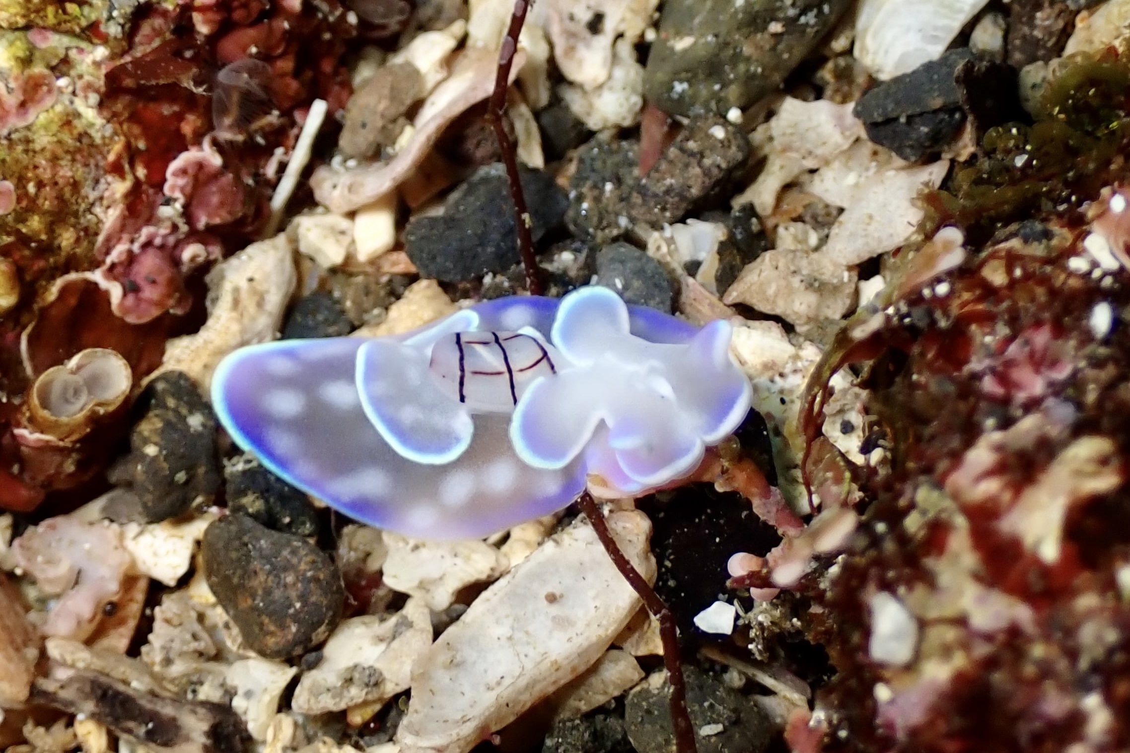 コンシボリにベニシボリ！！ | 海好き