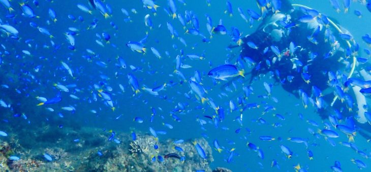 群れがほんと凄いよ…🐟🐟🐟