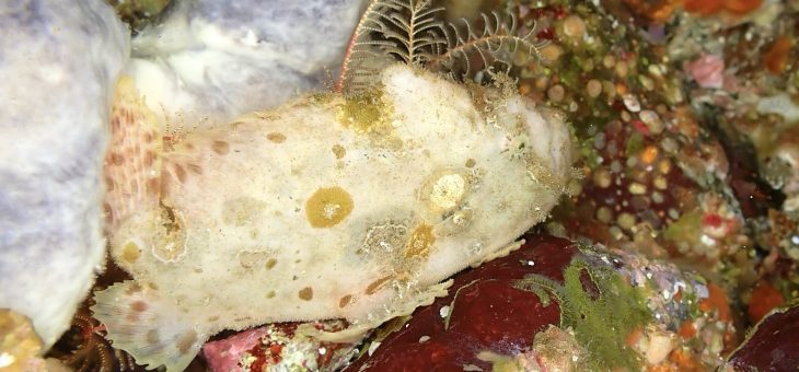 ハチジョウダツちっちゃーい💦