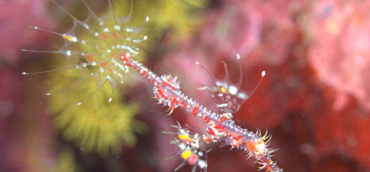 ニシキフウライウオ✨