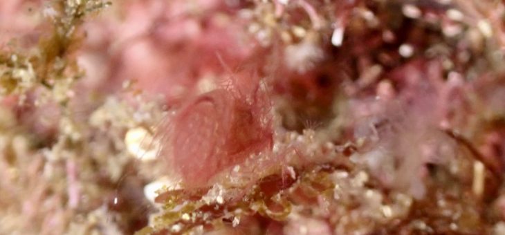 シムランス‹‹\(´ω` )/››