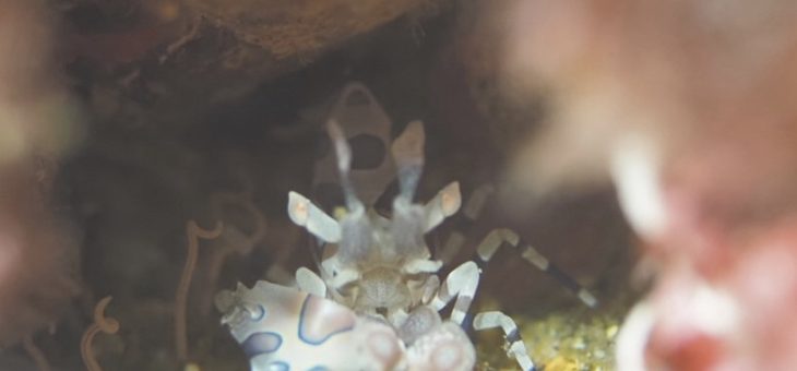 今日はファンダイビング🐟