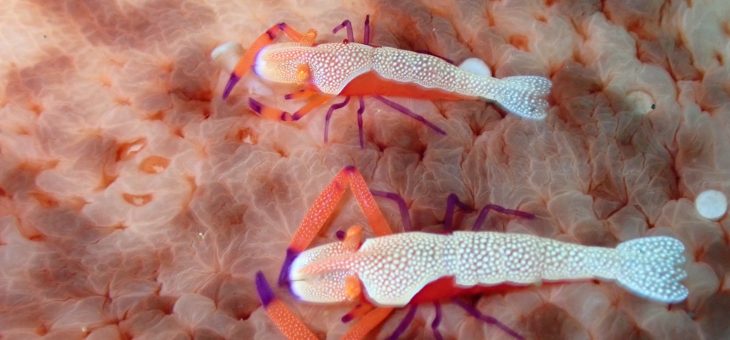 アイドルが立て続けに✨