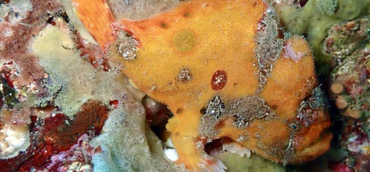 のーんびりフォトダイビング