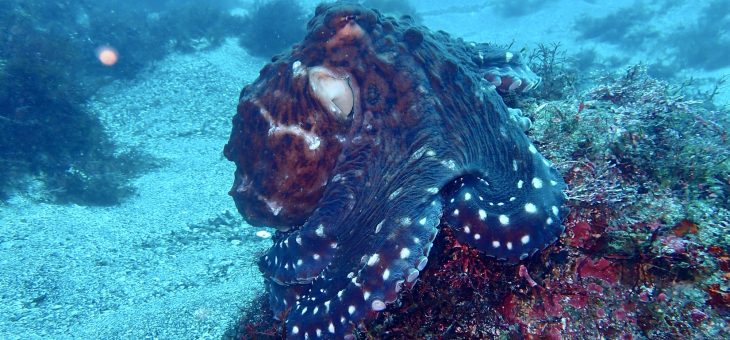 青い海継続中✨