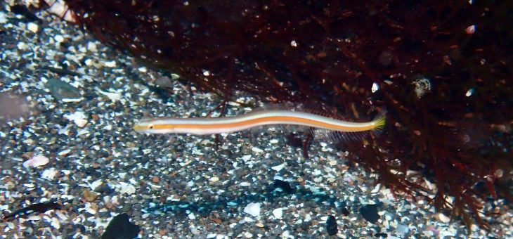 快晴☀️生物もいろいろ✨