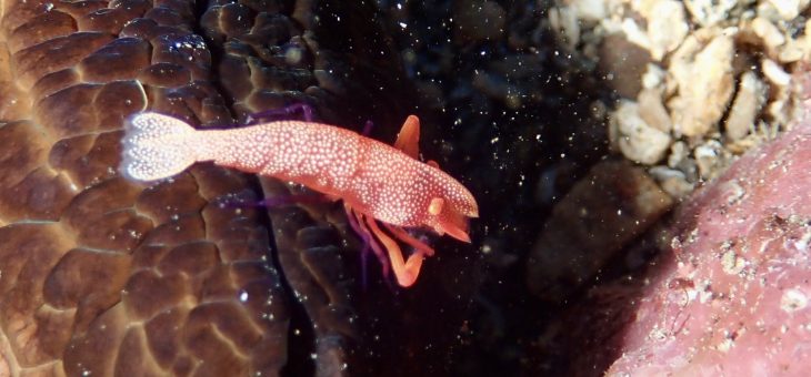 透視度良すぎました✨