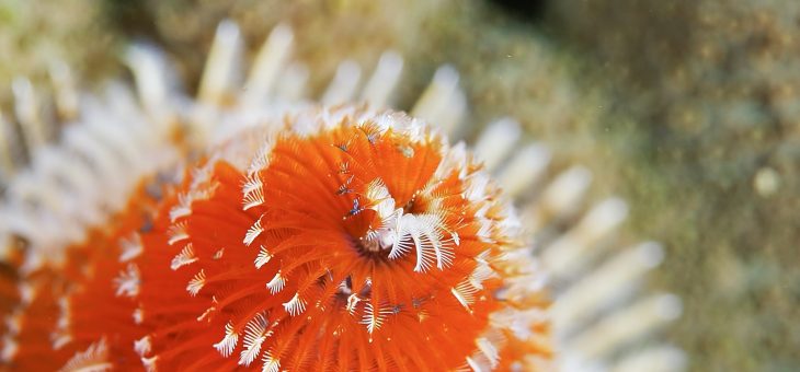 まったりイバラカンザシ✨