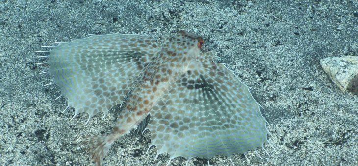 連続記録達成ならず💦