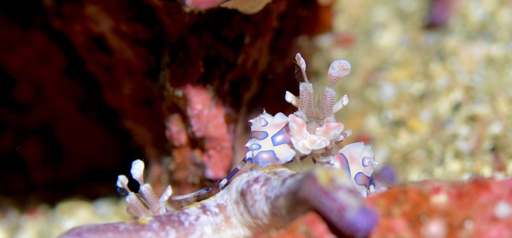 八幡野の海～✨