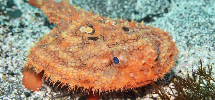 アカグツ再び降臨✨