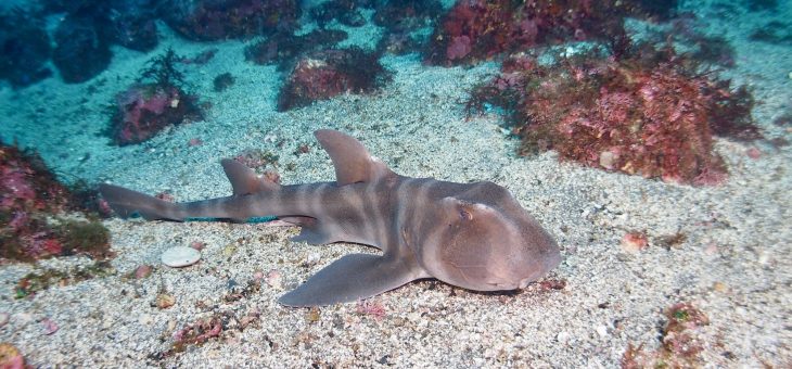 のんびりファンダイビング🐟