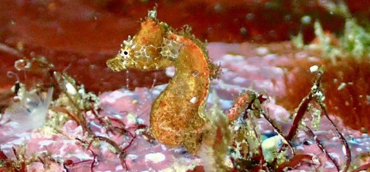 いつもの八幡野に✨