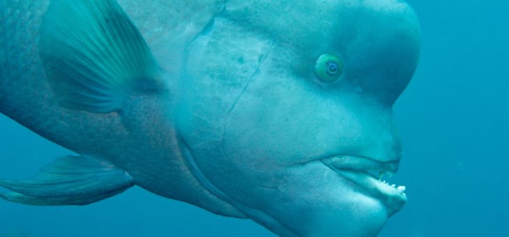 サルパサルパサルパ！？