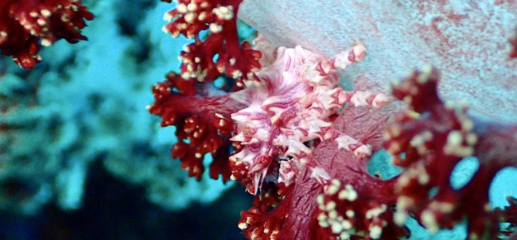 のんびりファンダイビング